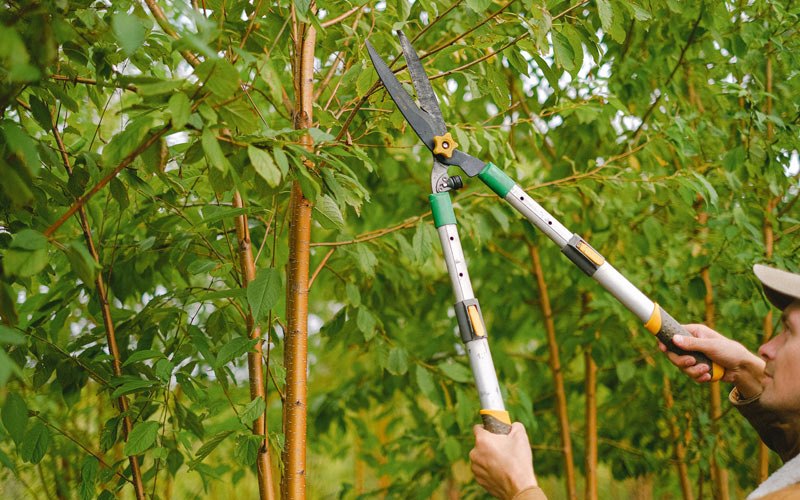 Tree trimming in Copalis Crossing, WA